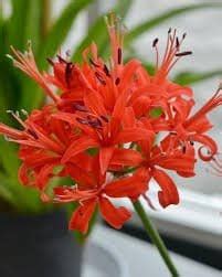 Buy Red Nerine Lily Online - Urban Plants™