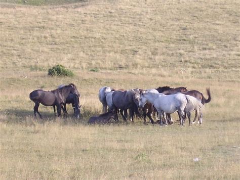 𝗧𝗛𝗘 𝗕𝗘𝗦𝗧 Hotels in Galicnik of 2026 (with Prices) - Tripadvisor