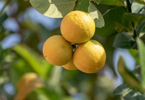 Image result for Lemon Tree New Version