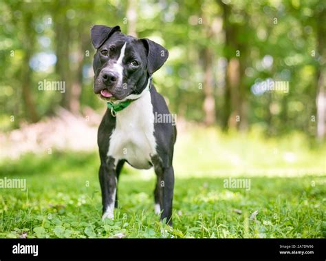 A black and white Pit Bull Terrier mixed breed dog standing outdoors ...