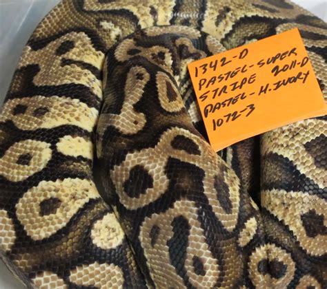 Ball Python Eggs 的图像结果