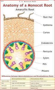 Monocot Root Chart Paper Print - Educational posters in India - Buy art ...