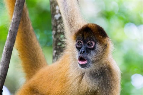 Pet Monkey Types 的图像结果