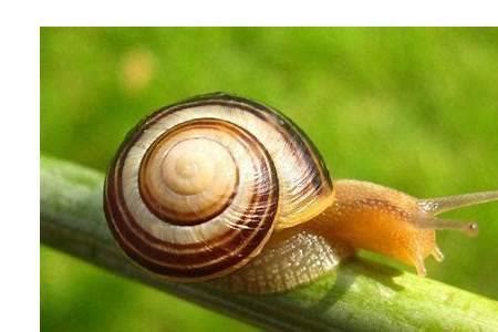 蜗牛的,蜗牛的家,蜗牛的特征_大山谷图库