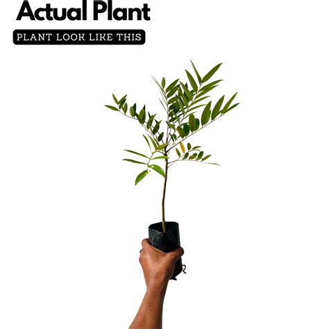 Lakshmi Taru Plant / Paradise Tree / Bitterwood (Simarouba Glauca) Orn ...