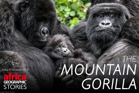 Best Documentary About Gorillas: Documenting Gentle Giants On Film