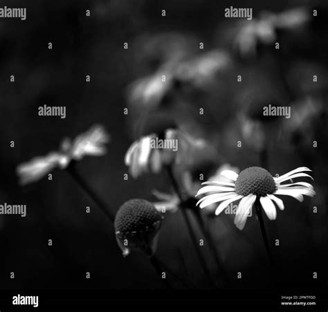 Landscape blooming daisy field Black and White Stock Photos & Images ...