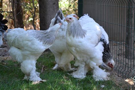 Blue Light Brahma Chicken