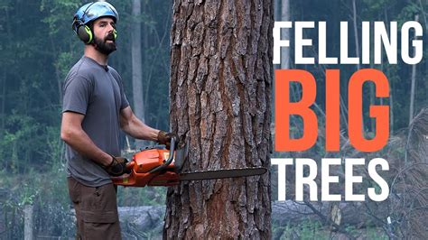 Image result for Felling a Large Tree