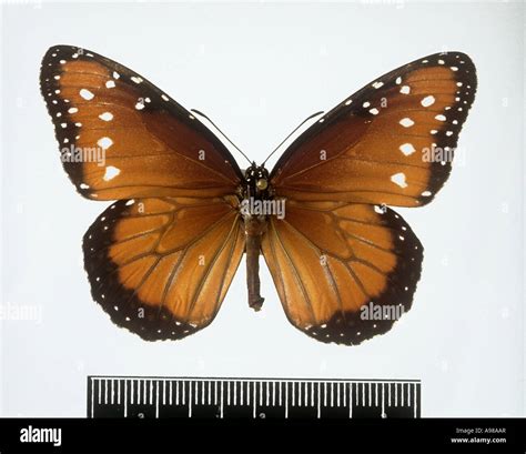 Danaus gilippus Queen butterfly Stock Photo - Alamy