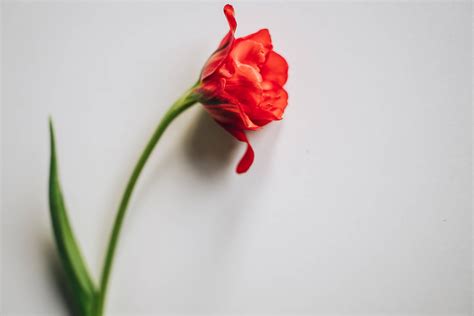 Wallpapers.com 的图像结果