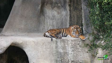 Sibirischer Tiger - San Francisco Zoo | Freizeitpark-Welt.de