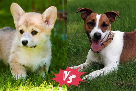 Do Corgis and Jack Russell Terriers Get Along - MyFavCorgi
