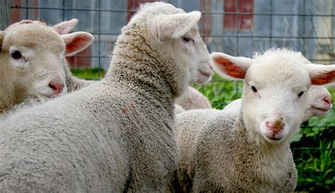 Sheep Care 的图像结果