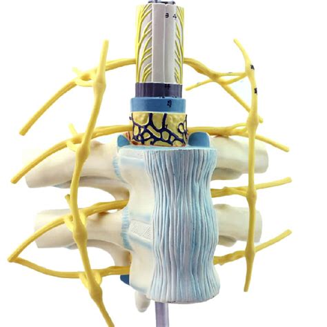 Buy XHLLX Sympathetic nervous trunk model of the thoracic spinal cord ...