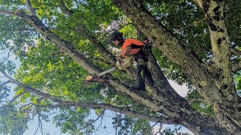 Image result for Tree Walker Monster