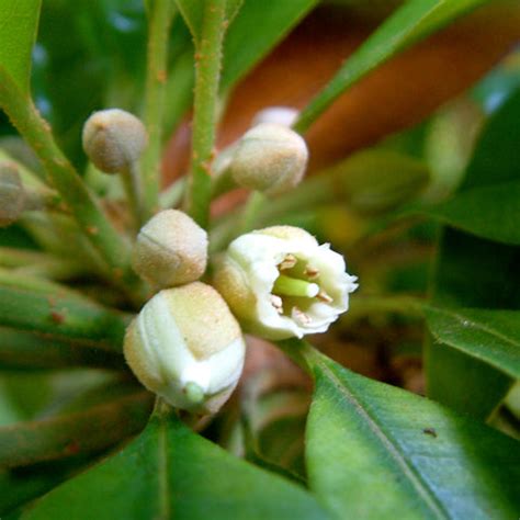 A Comprehensive Guide to Sapodilla Plants ( Chiku plant ) — Mahindra ...