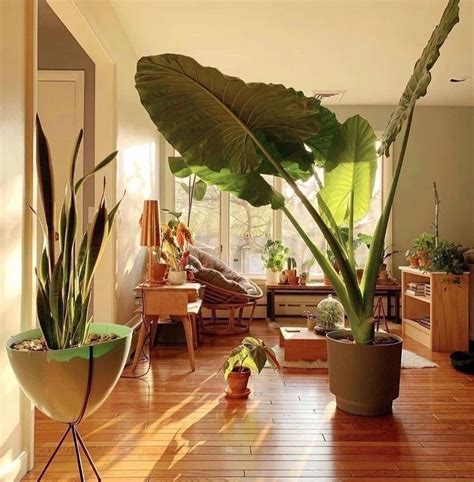 Best Indoor Big Leaf Plants at Tyson Walsh blog