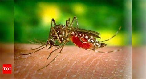Malaria hits 3-year high in Mumbai, dengue cases up too | Mumbai News ...