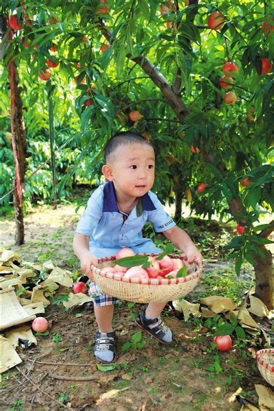 安徽淮北：桃子熟了 果农乐了-人民图片网