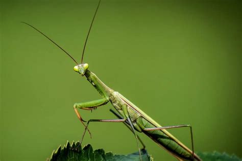 Image result for Praying Mantis
