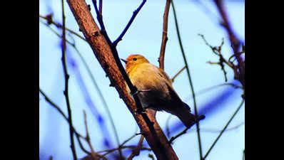 Birds Reverse-Migrate: Birds reverse-migrate to city - End of Winter ...