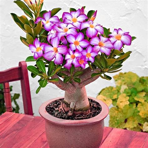 WILLVINE NBIR-454 Mixed 9 Types Double Desert Rose Seeds Seed Price in ...