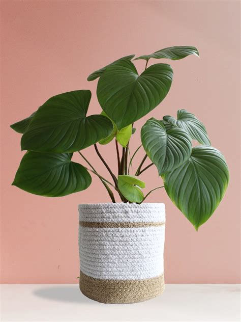 Eco-friendly Black & White Premium Planter Basket - 8 Inches – Greenkin