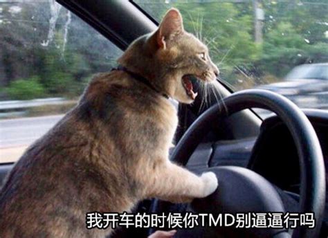 猫开车的表情包,猫开车表情包动态图片 - 伤感说说吧