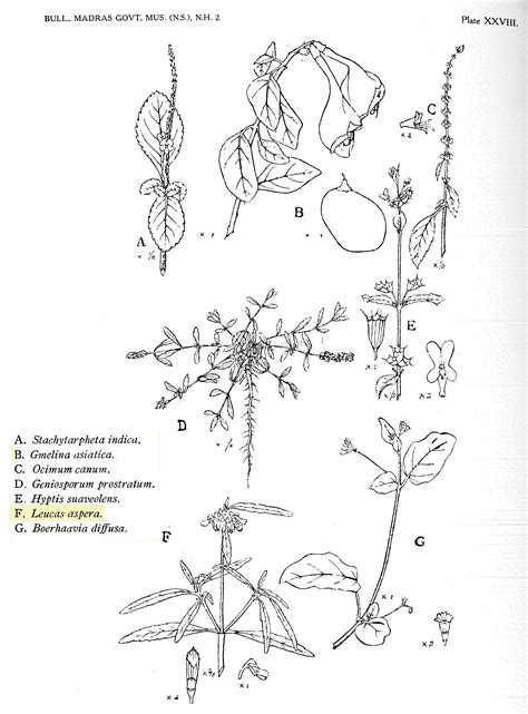 Herbarium JCB