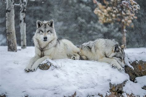 Download Wolves Lying On Snow Picture | Wallpapers.com