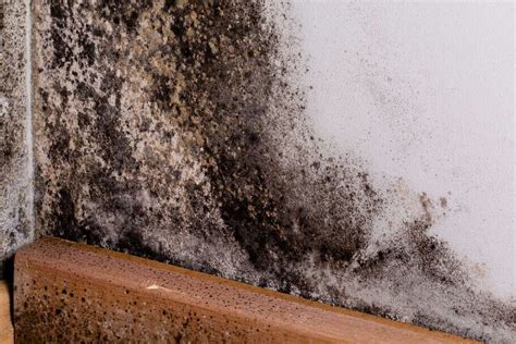 How Fast Black Mold Grows & What You Need to Do Before It’s Too Late ...