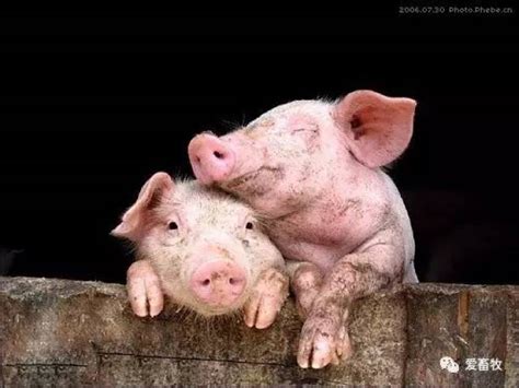 两个小猪亲亲的图片,两只小猪抱在一起图片,一对小猪的图片_大山谷图库