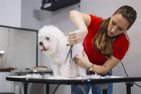 Dog Grooming School Winnipeg at Merrill Lavallee blog