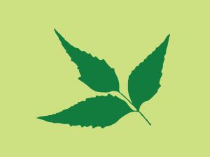 PLIX - THE PLANT FIX Neem Anti-Dandruff Advanced Kit | Shampoo (200ml ...