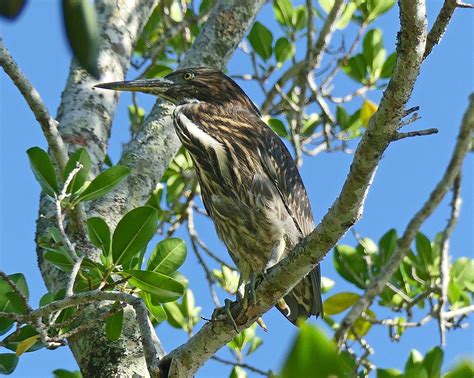 TROPICAL TREKS BIRDING ADVENTURES (2026) All You Need to Know BEFORE ...