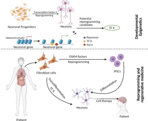 Image result for Gene Expression Reprogramming