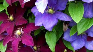 Clematis wallpapers hd, desktop backgrounds, images and pictures