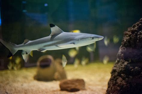 Home Shark Aquarium