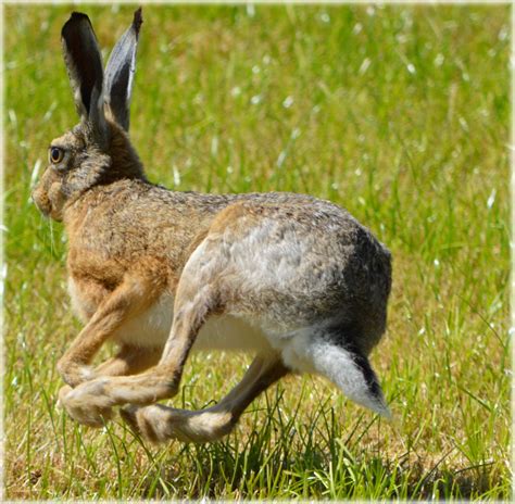 What Is A Hare