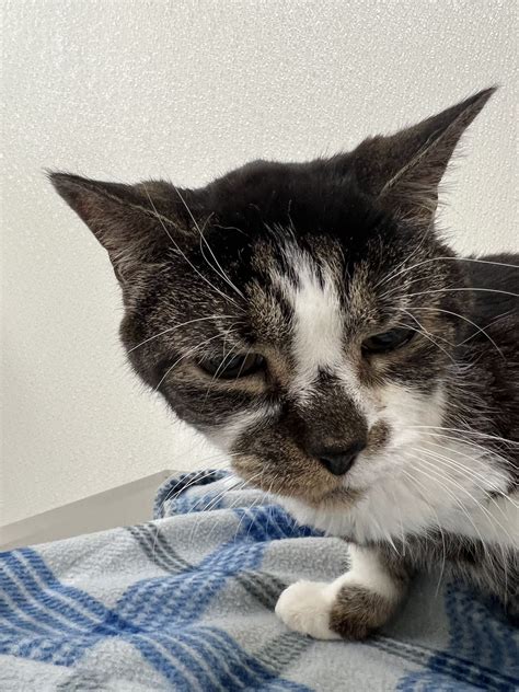 BOILING SPRINGS ANIMAL HOSPITAL - Boiling Springs PA - Hours ...