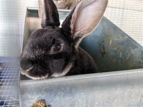 Standard Rex Rabbits For Sale | Raymond, WA #395863