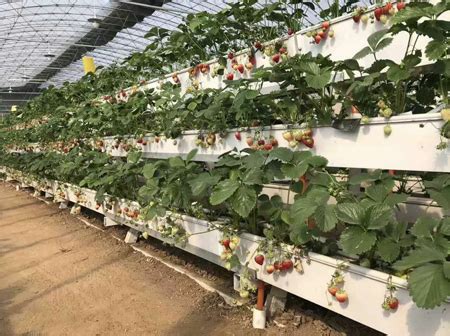 湖州草莓立体种植架-安平县重华苗床网厂