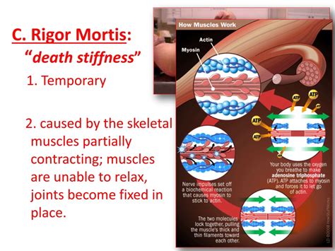 Why Does Rigor Mortis Occur