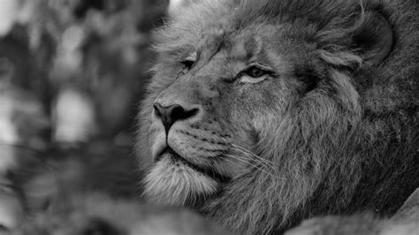 Download wallpaper 1366x768 lion, predator, glance, black and white ...