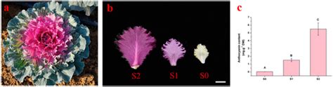 Investigation of the Key Genes Associated with Anthocyanin Accumulation ...