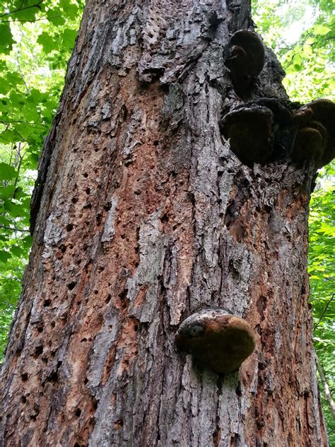 inspirational dead tree quotes