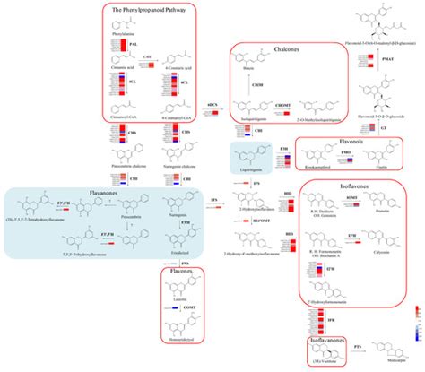 Molecular Mechanism Underlying Mechanical Wounding-Induced Flavonoid ...