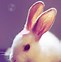 Image result for Kawaii Rabbit