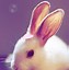 Image result for Puppy and Bunny Cute